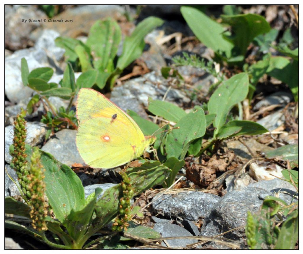 Colias croceus♀